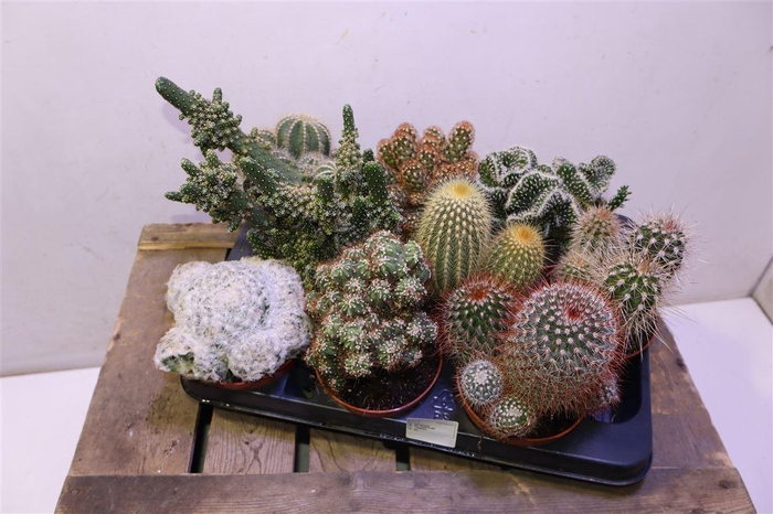 <h4>Cactus Gem</h4>