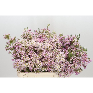 Chamelaucium Leilani