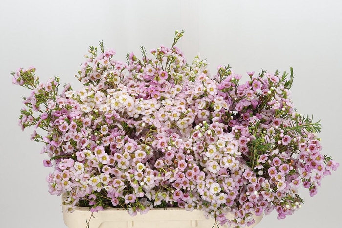<h4>Chamelaucium Leilani</h4>