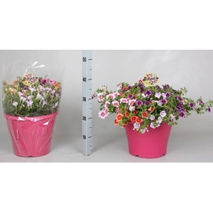 CALIB MINIF GEM POT