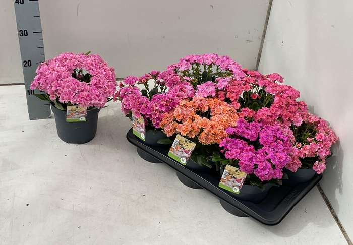 <h4>LEWI MOU DREAMS GEM</h4>