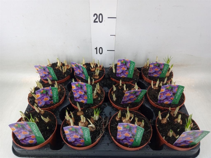 <h4>Crocus   ...in pot</h4>