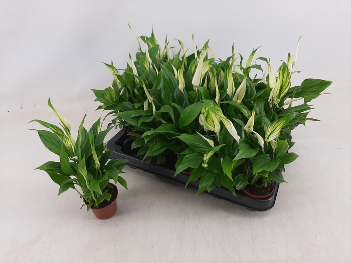 <h4>SPATH CHOPIN</h4>