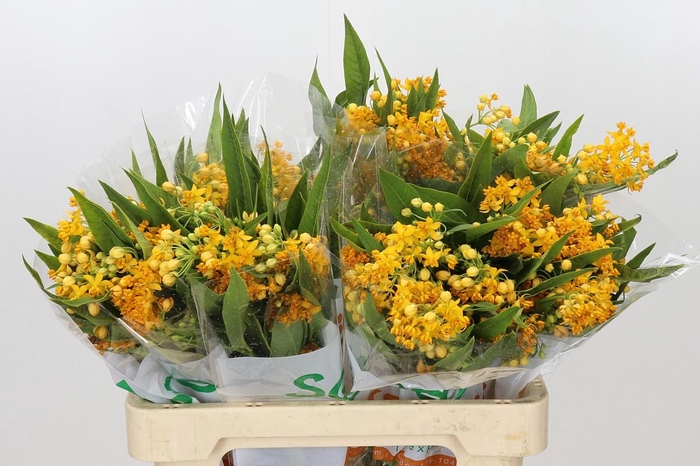 <h4>Asclepias Tuberosa Silky Gold</h4>