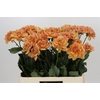 Dahlia Yelno Harmony