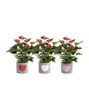 Anthurium Diamond Red in Jolijn 2 ceramics