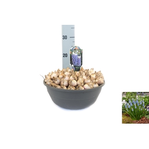 Muscari Emmy