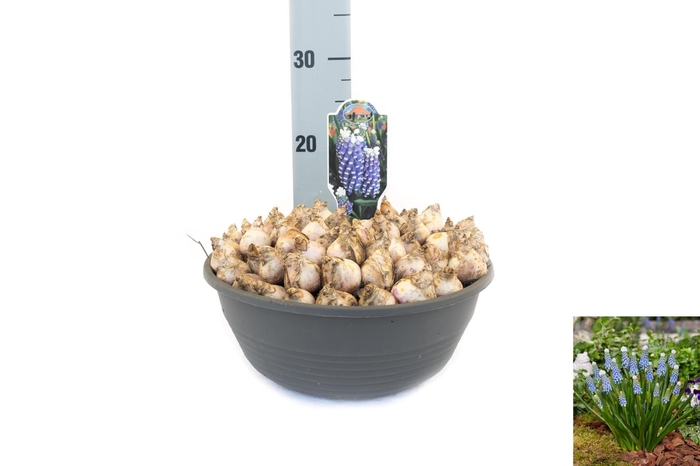 <h4>Muscari Emmy</h4>