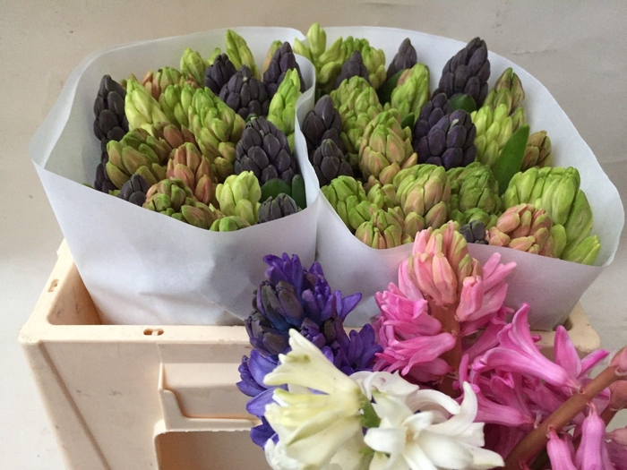 <h4>Hyac Gem 3 Kleuren</h4>