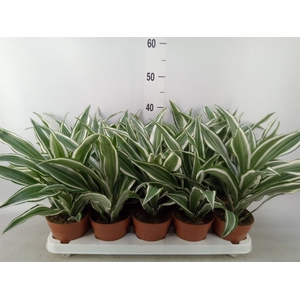 Dracaena frag. 'White Jewel'
