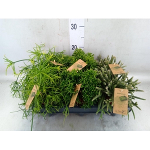 Rhipsalis   ...mix