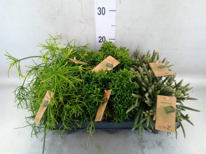 <h4>Rhipsalis   ...mix</h4>