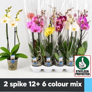 PHAL GEM 6 KL
