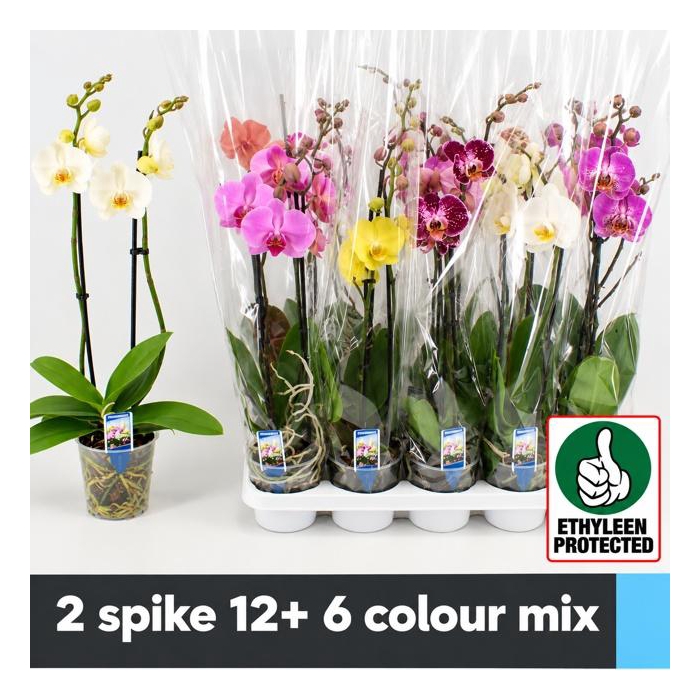 <h4>PHAL GEM 6 KL</h4>