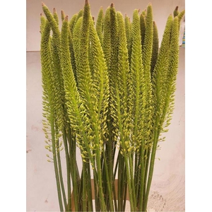 EREMURUS MONEYMAKER