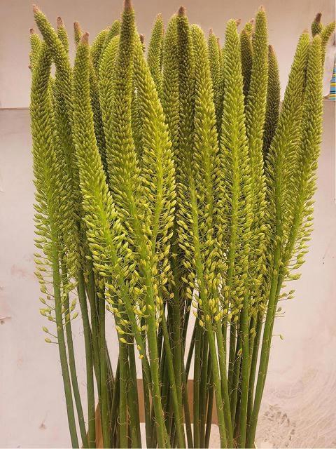 <h4>EREMURUS MONEYMAKER</h4>