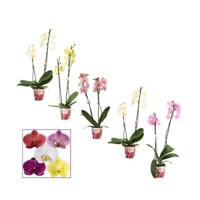 <h4>Phalaenopsis 2 tak 12+ mix kort (Scenza)</h4>