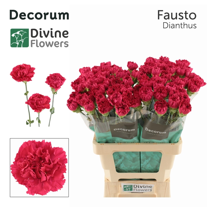 <h4>Di St Fausto</h4>