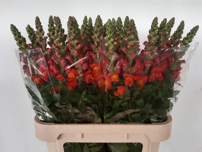 <h4>ANTIR ANTIB D ORANGE</h4>