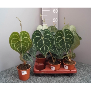 ANTHU CLARINERVIUM