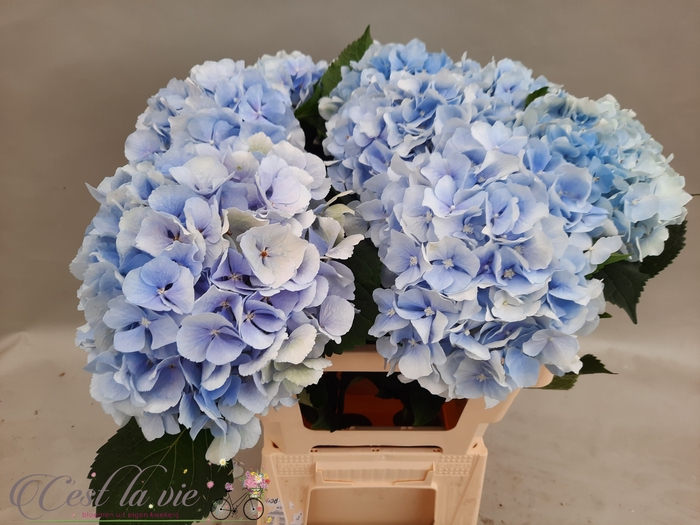 <h4>HYDR M CH VERENA BL</h4>