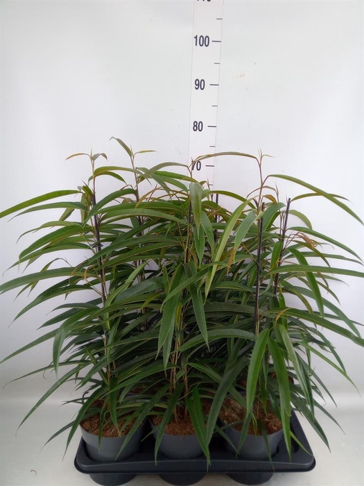 <h4>Ficus binn. 'Alii'</h4>