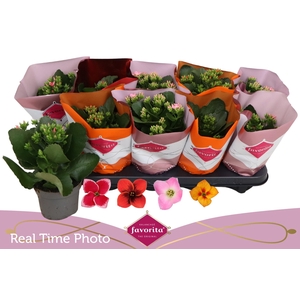 KAL EN TWKL BLM GEM