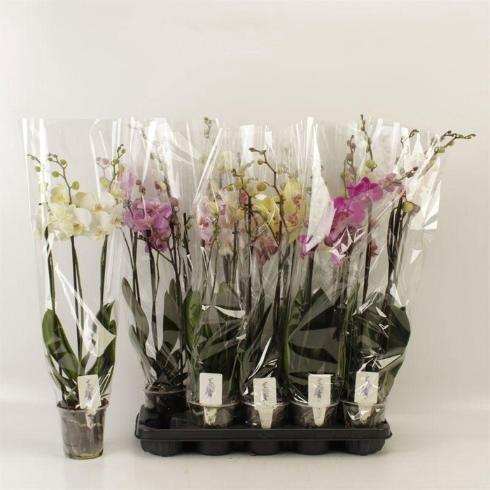 <h4>PHAL GEM 6 KL</h4>