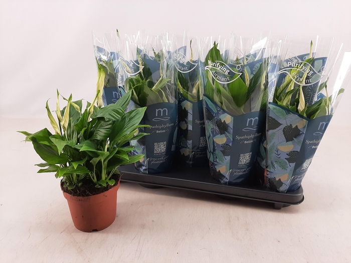 <h4>SPATH BELLINI</h4>