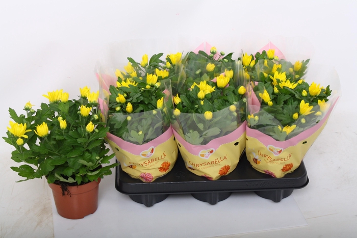 <h4>CHRYS ART SPIDERMAN</h4>