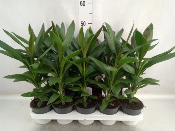 <h4>Cordyline  'Glauca'</h4>