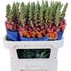 Antirrhinum Avignon Orange
