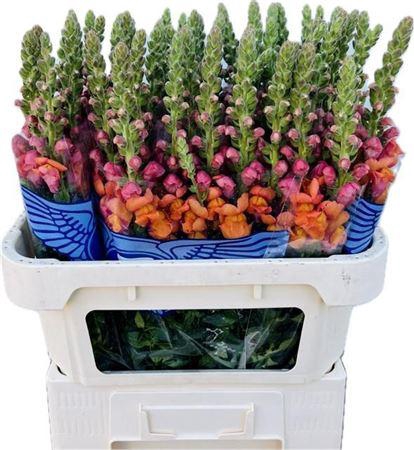 Antirrhinum Avignon Orange