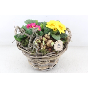 arr4 Primula PL - Kubumand  x2