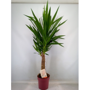 Yucca elephantipes   ...