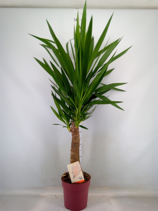 <h4>Yucca elephantipes   ...</h4>