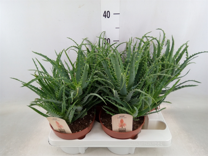 <h4>Aloe arborescens</h4>