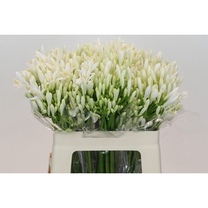 Agapanthus EYFORI White