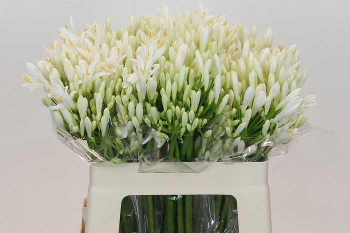 <h4>Agapanthus EYFORI White</h4>