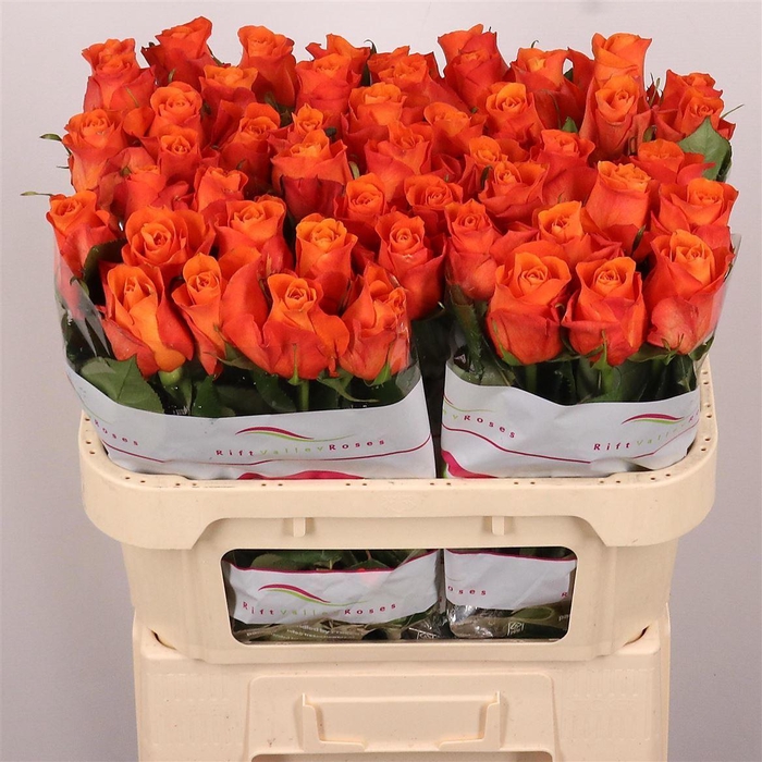 <h4>R Gr Orange Wave</h4>