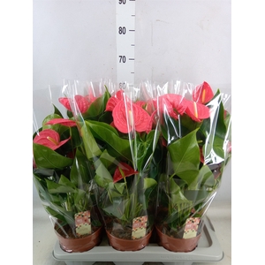 Anthurium andr. 'California'