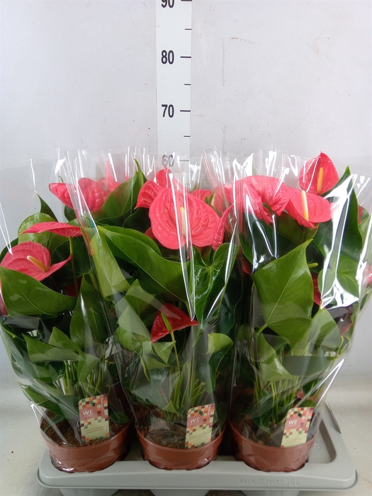 <h4>Anthurium andr. 'California'</h4>