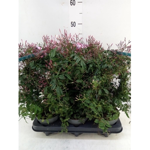 Jasminum polyanthum   ...rose