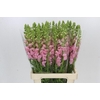 Antirrhinum Potomac Early Pink