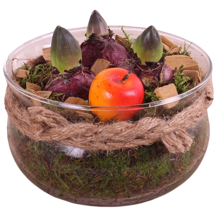 <h4>Bulbs Winter Arr. Hyacint Glass Bowl with Rope Ø16cm 3PP</h4>