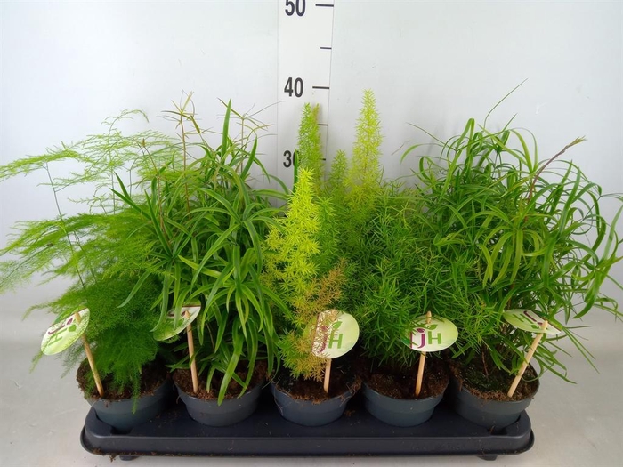 <h4>Asparagus   ...mix</h4>