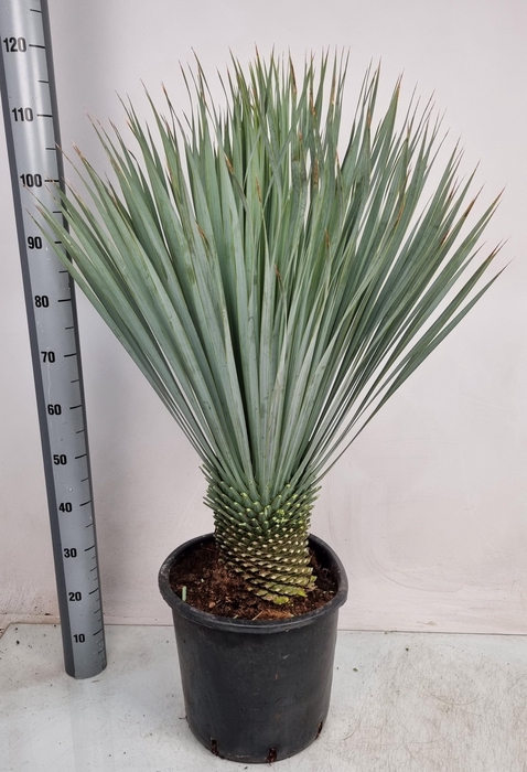 <h4>YUC ROSTRATA</h4>