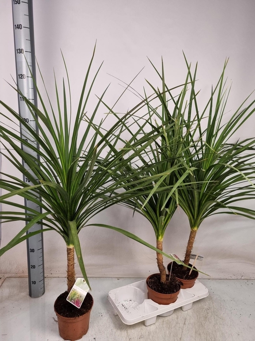 <h4>CORD GREEN STAR</h4>