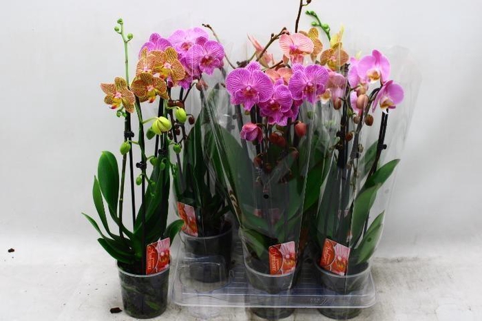 <h4>PHAL EL CASCADE</h4>