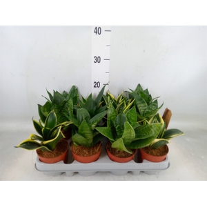 Sansevieria trifa. 'Hahnii'